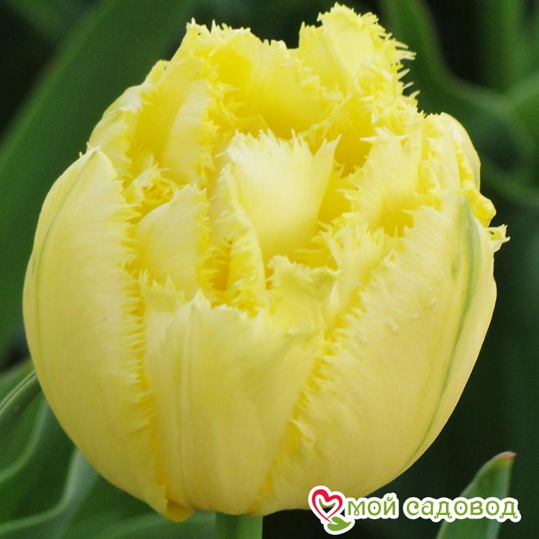 Тюльпан бахромчатый Экзотик Сан