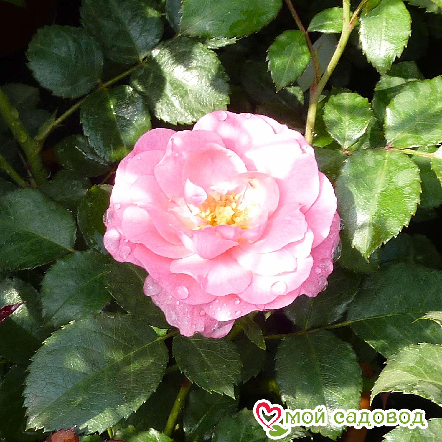 Роза Мирато