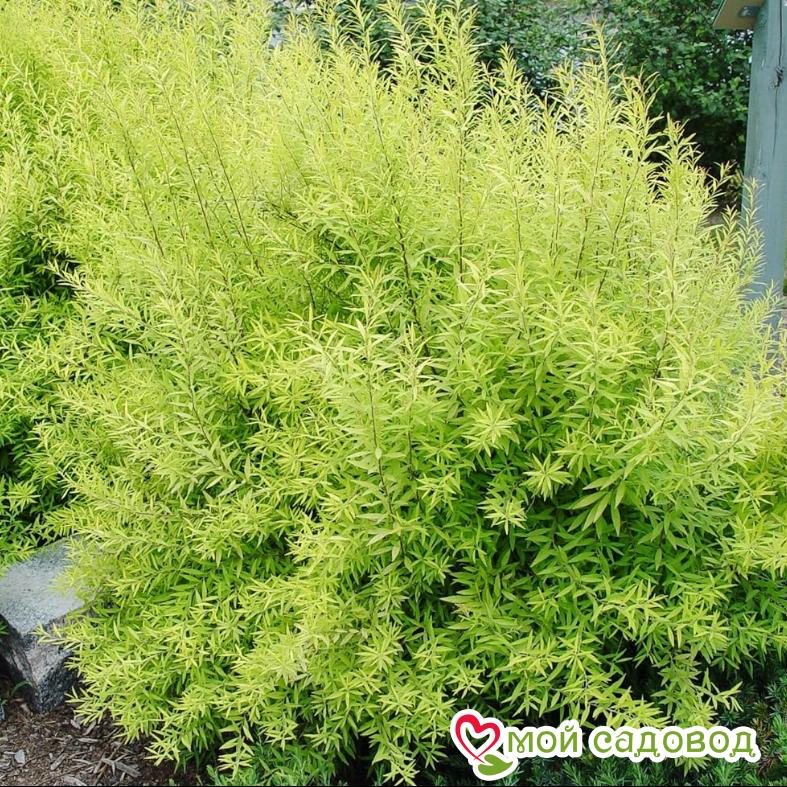 Спирея Тунберга "Oгонь" (Ogon)