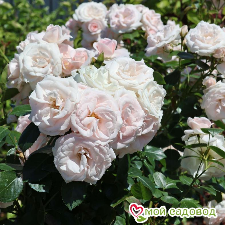 Роза Аспирин – 1 Р.