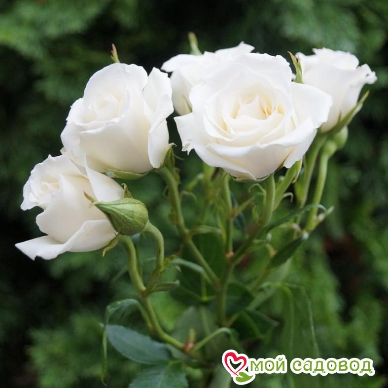 Роза Спрей белый