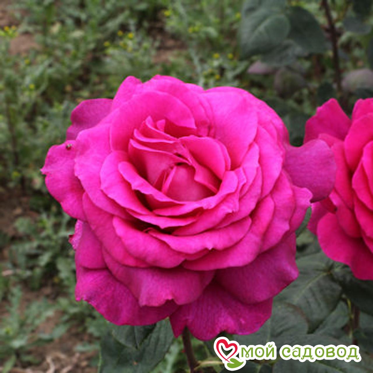 Роза Биг Перпл