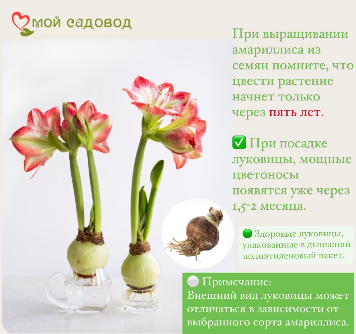 АМАРИЛЛИС ТОСКА