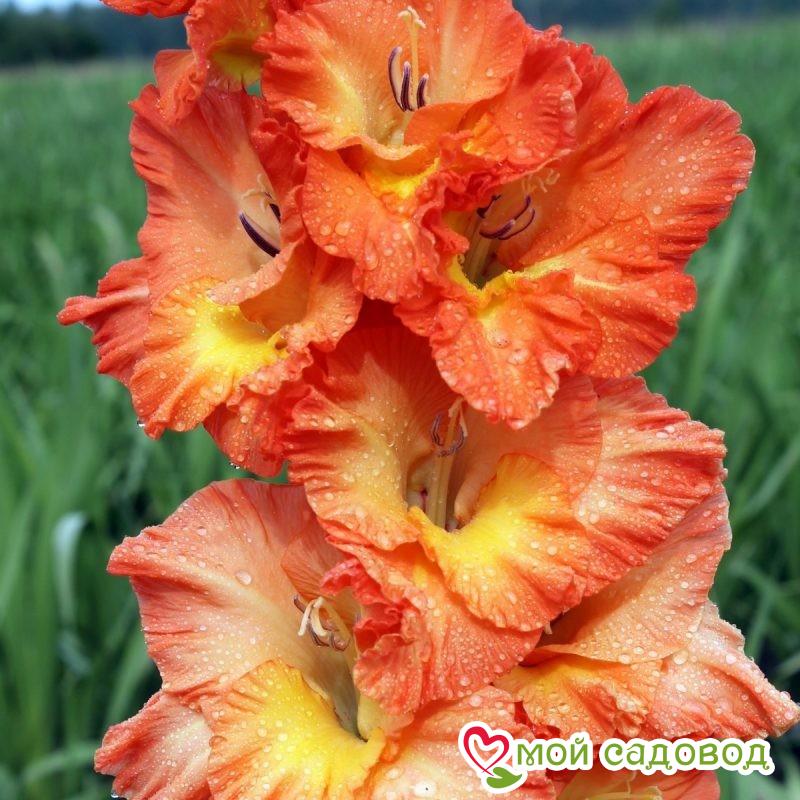 Гладиолус Эрес Ту