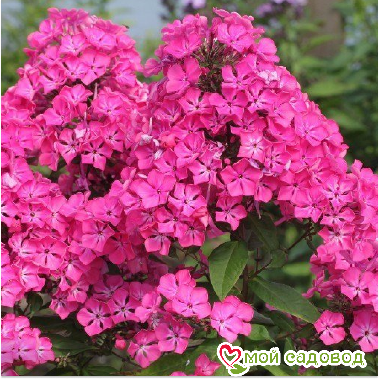 Флокс Цыганская Венгерка