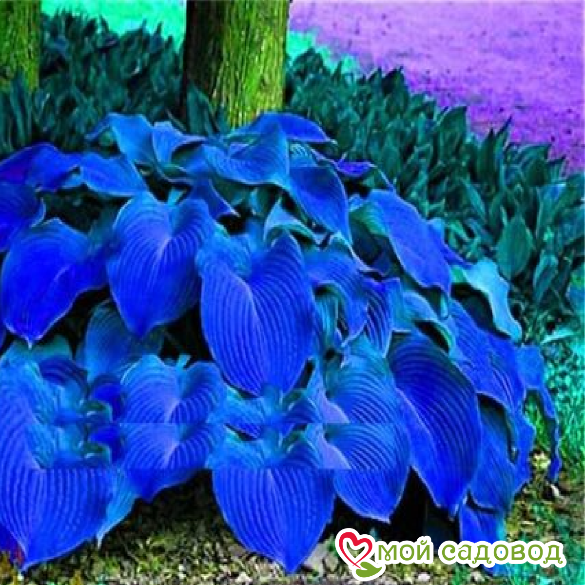 Хоста Блу Харбер