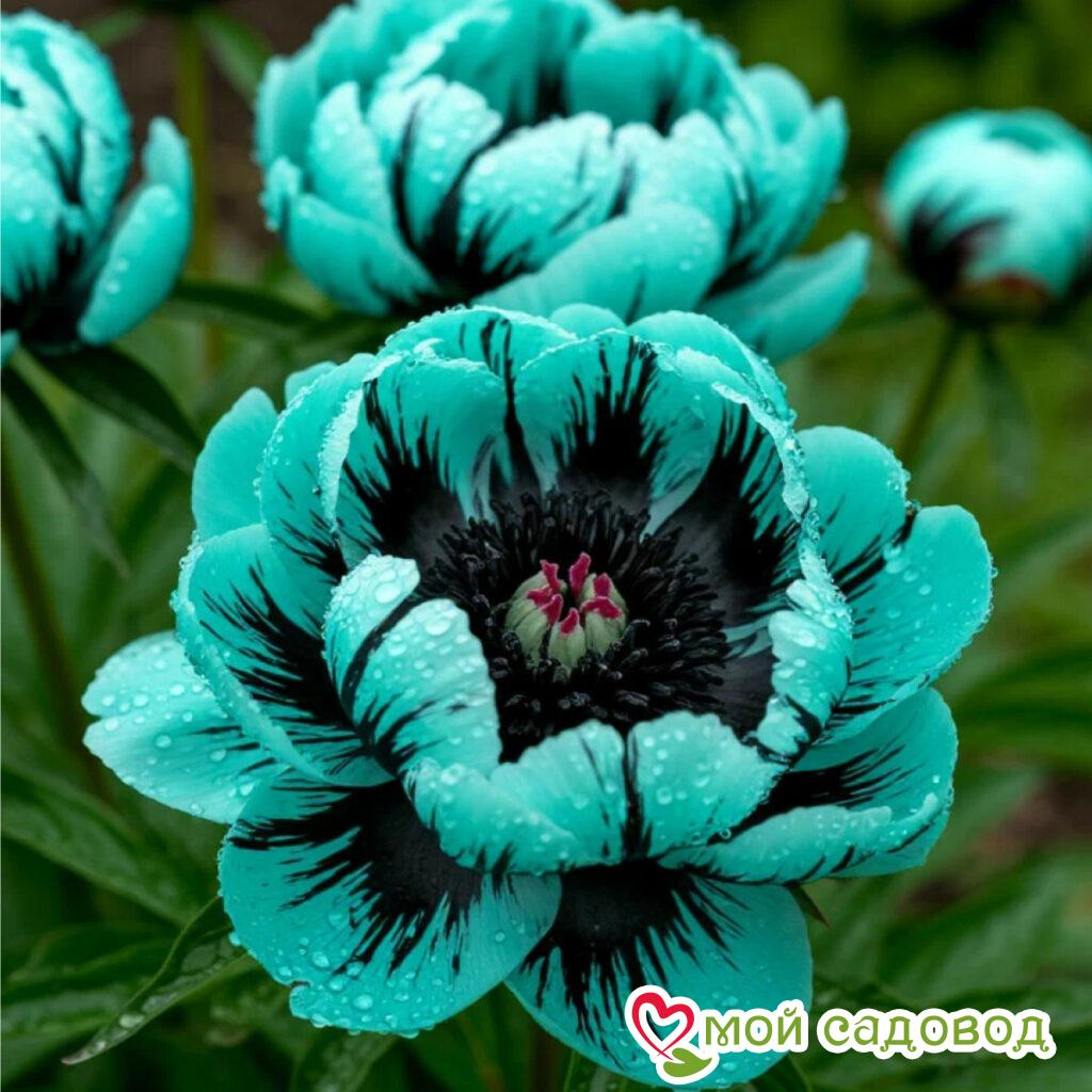 Пион Дэбонир Пинк