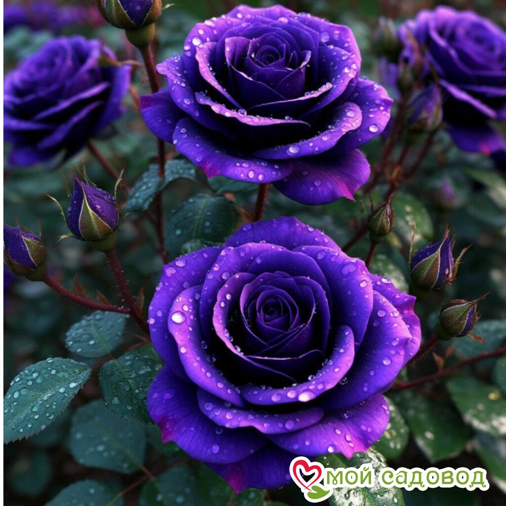 Роза чайно-гибридная Ванилла Силк