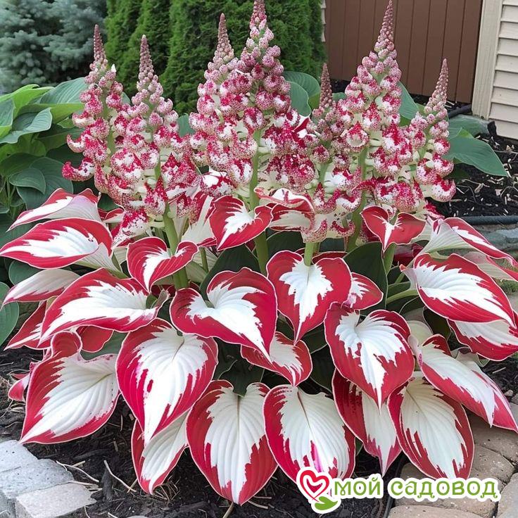 Хоста Ред Уайт Винг