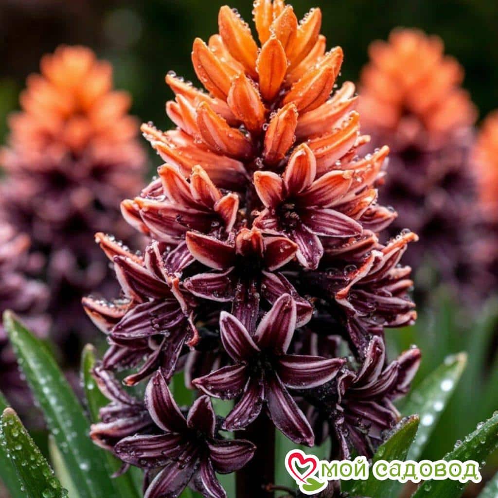 Гиацинт Гранада